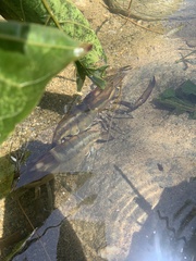 Macrobrachium carcinus