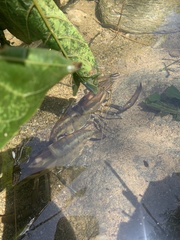 Macrobrachium carcinus