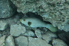 Arothron immaculatus