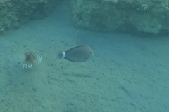 Acanthurus gahhm