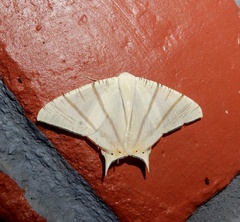 Ourapteryx marginata