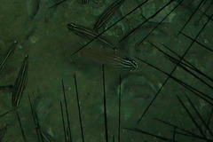 Ostorhinchus cyanosoma