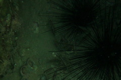 Cheilodipterus novemstriatus