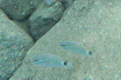 Parupeneus rubescens