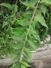 Celtis bungeana