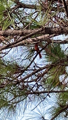 Cardinalis cardinalis