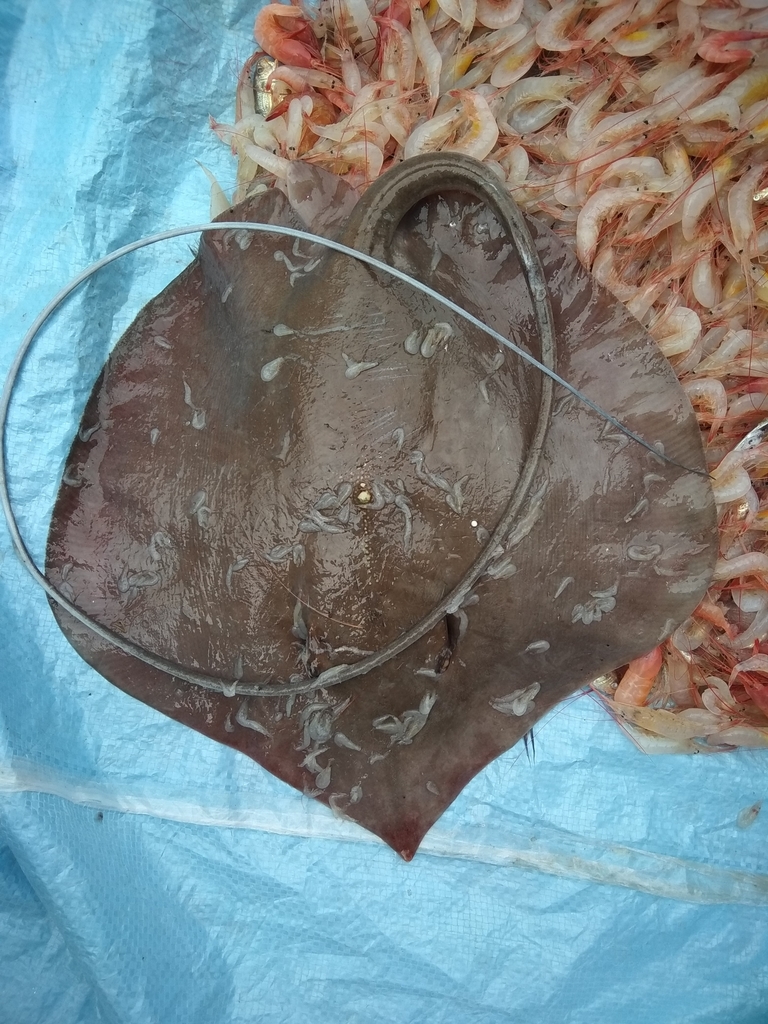 Bleeker's whipray (Pateobatis bleekeri) — Dasyatidae