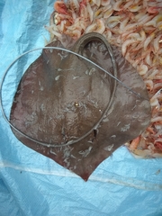 Pateobatis bleekeri
