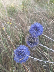 Echinops tataricus