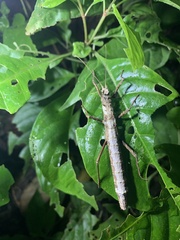 Creoxylus