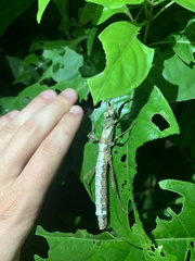 Creoxylus