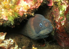 Gymnothorax unicolor