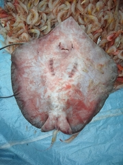 Pateobatis bleekeri