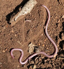 Myriopholis longicauda