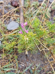 Astragalus versicolor