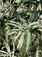 Hippophae rhamnoides