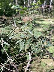Hippophae rhamnoides