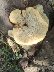 Cerioporus squamosus