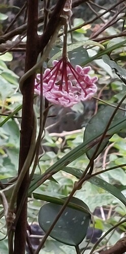 Hoya carnosa