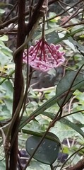 Hoya carnosa