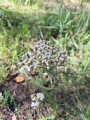 Achillea millefolium