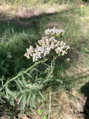 Achillea millefolium