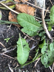 Taraxacum officinale