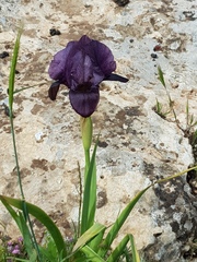 Iris haynei