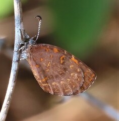 Cnodontes penningtoni