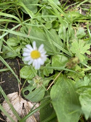 Bellis perennis