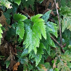 Selaginella moellendorffii