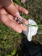 Allium lineare