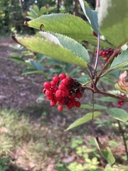 Sambucus racemosa