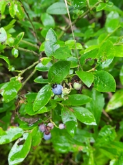 Vaccinium myrtilloides image