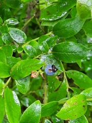 Vaccinium myrtilloides image