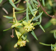 Pimelea microcephala microcephala