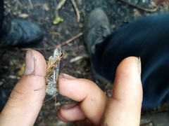 Arcyptera microptera