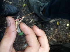 Arcyptera microptera