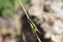 Libelloides cunii