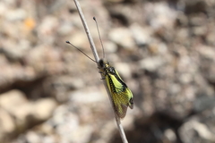 Libelloides cunii