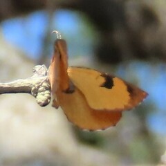 Cnodontes penningtoni