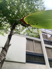Trichonephila clavipes