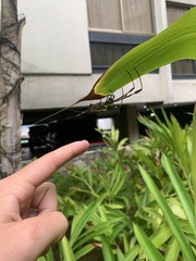 Trichonephila clavipes