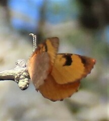 Cnodontes penningtoni