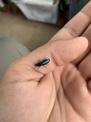 Temnoscheila virescens