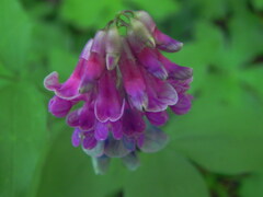 Lathyrus venetus