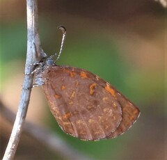 Cnodontes penningtoni