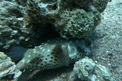 Cyclichthys spilostylus