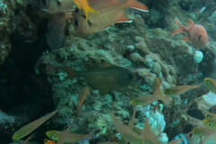 Pempheris vanicolensis