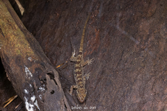 Cyrtodactylus rukhadeva